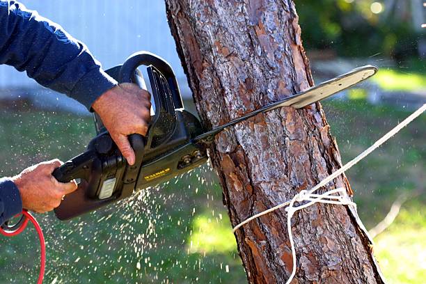 How Our Tree Care Process Works  in  Vero Beach South, FL